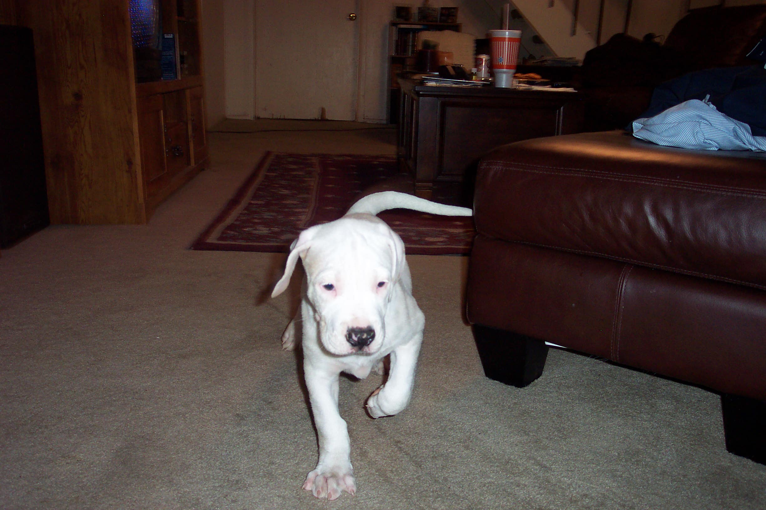 greatwhiteat8weeks.jpg