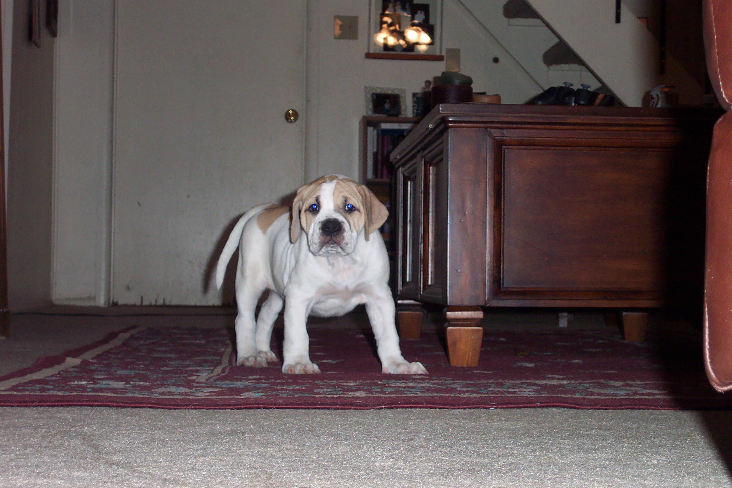 joegirlat8weeks.jpg